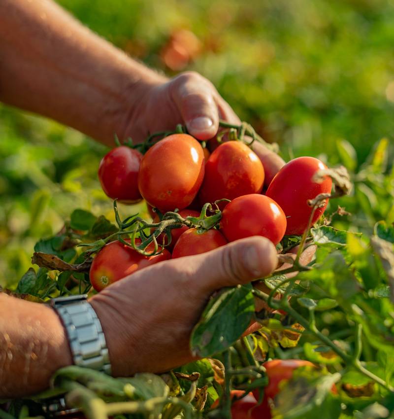 Vom Feld zum Supermarkt: Die Reise einer italienischen Tomate